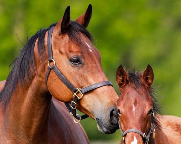 broodmare Shamiyla xx (Thoroughbred, 2016, from Kingman xx)