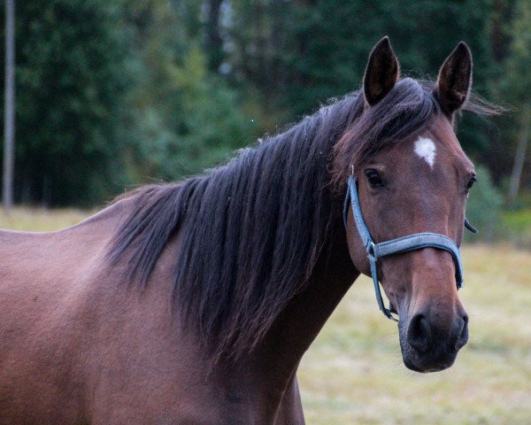 Zuchtstute Breathless JB (KWPN (Niederländisches Warmblut), 2006, von Lord Z)