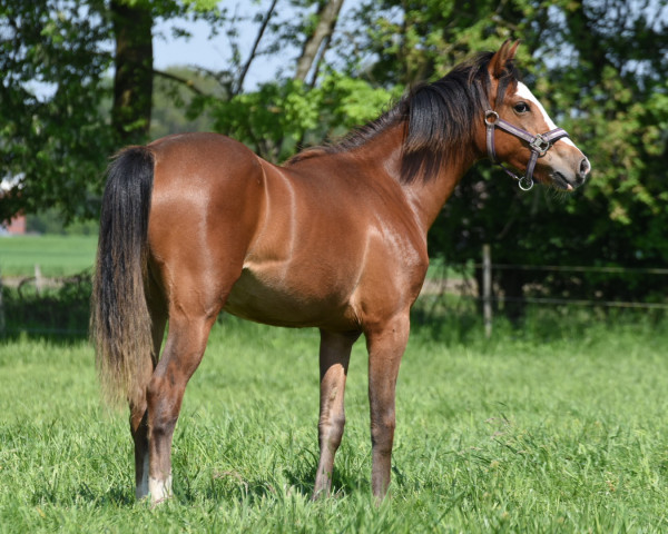 Dressurpferd Black Champio's Lady Bug (Deutsches Reitpony, 2022, von Black Champion)