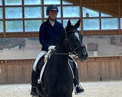 dressage horse Tropea (Trakehner, 2012, from Redecker)