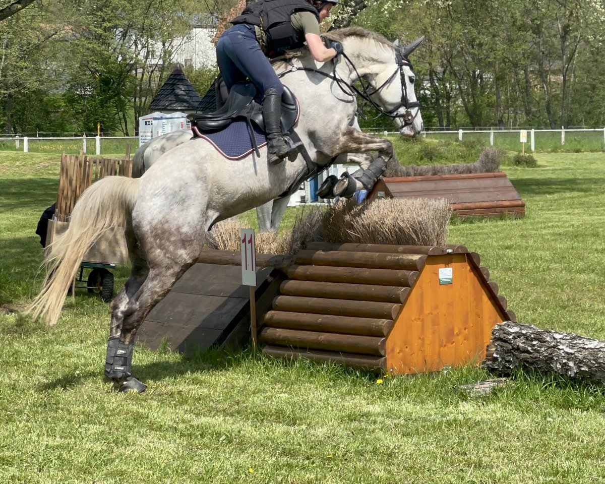 jumper Penhill's Platinum (Irish Sport Horse, 2012, from Loughehoe Guy)