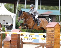 jumper Macao (Oldenburg show jumper, 2007, from Baloubet du Rouet)