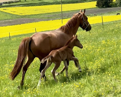 Zuchtstute Glamour Girl (Deutsches Reitpony, 2018, von Golden Grey NRW)