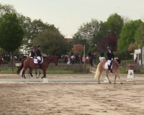 Reitturnier Schülp / Rendsburg 2023