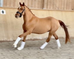 Pferd Cash Out (Deutsches Reitpony, 2020, von DSP Cosmo Royale)