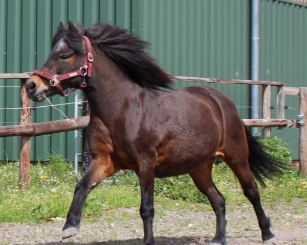 dressage horse Maira 21 (unknown, 2005)