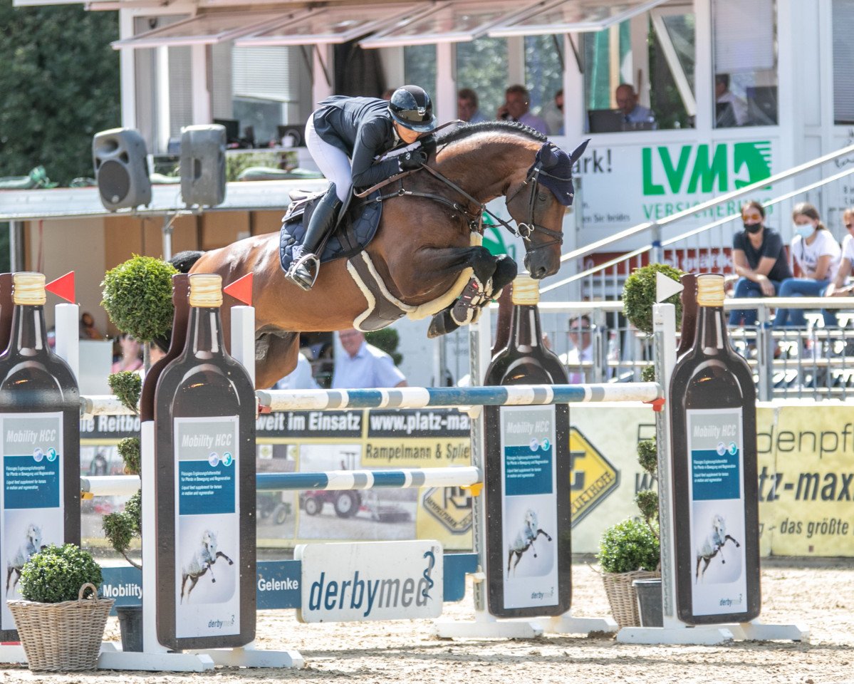 stallion Hickstead Blue (Westphalian, 2016, from Hickstead White)