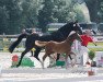 dressage horse Stute von Viva Gold / Sir Heinrich (Westphalian, 2021, from Viva Gold OLD)