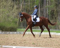 dressage horse Damon's Daylight B (Westphalian, 2004, from Damon Hill)