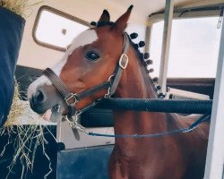 Dressurpferd Moonshadow 6 (Welsh Mountain Pony (Sek.A), 2007, von Brandy's Boy)