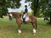 dressage horse Dundee Delight (Hanoverian, 2007, from Dr Doolittle 45)