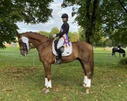 dressage horse Dundee Delight (Hanoverian, 2007, from Dr Doolittle 45)