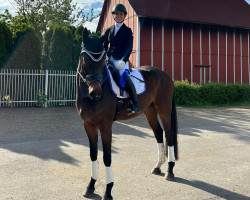 dressage horse Dar Jeeling (Hanoverian, 2018, from Don Darius)