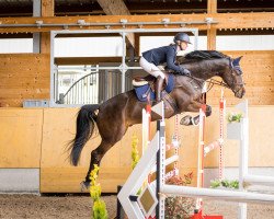 jumper Chichiarito (Holsteiner, 2014, from Cormint)