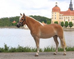 dressage horse High Society B (Edelbluthaflinger, 2017, from Starell (9,38% ox))