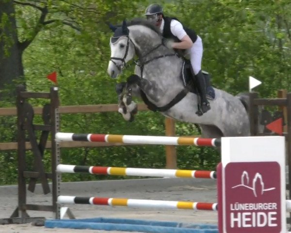 stallion Hugh Grant (Oldenburg show jumper, 2017, from Hickstead White)