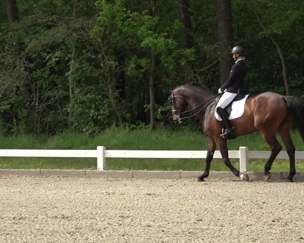 Reitturnier Meppen 2023