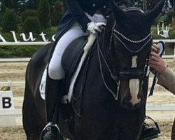 dressage horse Elfenglanz 9 (Oldenburg, 2010, from Benetton Dream FRH 1301)