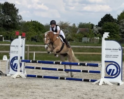 Springpferd Step In Smart (Haflinger, 2015, von Step Dancer)