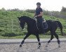 dressage horse Sinfonie 219 (Württemberger, 2010, from Sancisco)