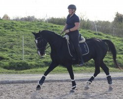 dressage horse Sinfonie 219 (Württemberger, 2010, from Sancisco)