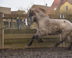 Pferd Hördur vom Laekurhof (Islandpferd, 2020)