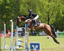 jumper Amazing Daisy (Westphalian, 2017, from A La Carte NRW)