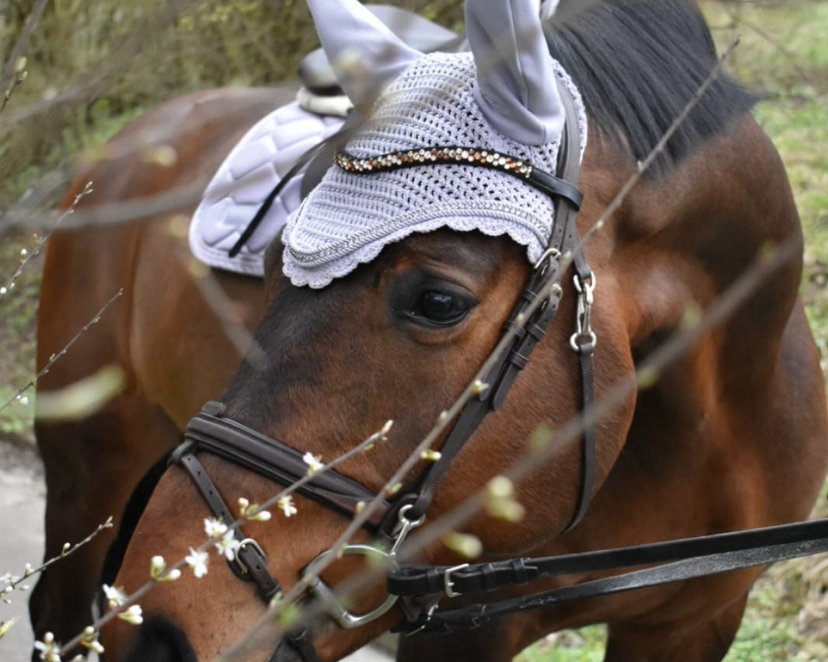 jumper Cloony 11 (Hanoverian, 2013, from Codex One)
