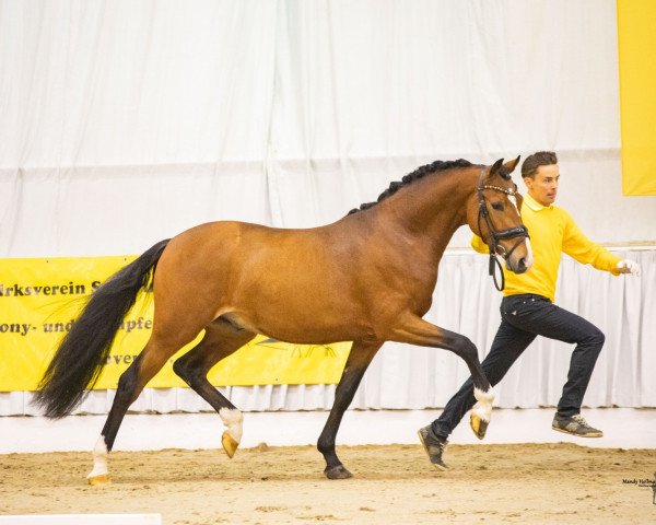 dressage horse KWD Dartfire (German Riding Pony, 2020, from Dallmayr K)