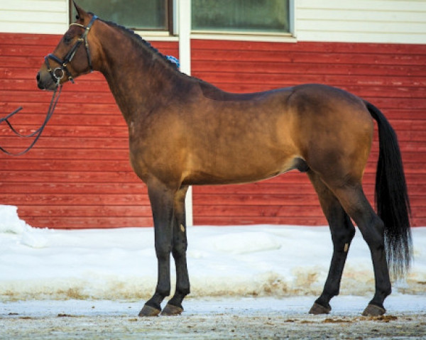 stallion Jean Baptiste Carrus 165 FIN (Finnish Warmblood, 2009, from Rousseau)