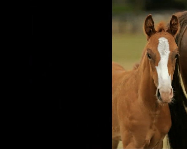 dressage horse Hengst von For Magic (Westphalian, 2022, from For Magic)