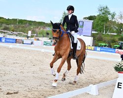 dressage horse Ivy W (Oldenburg, 2016, from Il Divo xx)