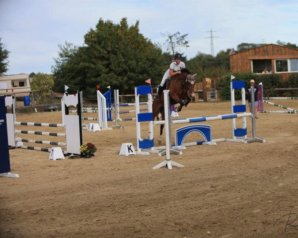 Springpferd Curly Wurly M (Deutsches Reitpony, 2009, von Balou Star)