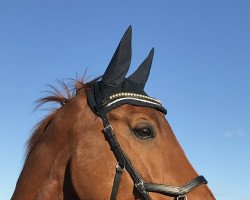 dressage horse Grace Kelly MA (Oldenburg, 2010, from Ashby 4)