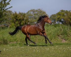 Zuchtstute Jill 31 (Deutsches Reitpony, 2006, von Cyriac WE)