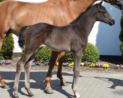 dressage horse Secret-Sir Heinrich (Westphalian, 2023, from Secret)