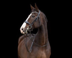 broodmare Rascalina Hs (Hanoverian, 2008, from Rascalino)