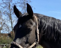 broodmare Polarliebe (Trakehner, 2009, from Editorial)