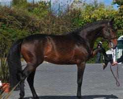 Deckhengst Airmes des Baleines (Selle Français, 2010, von Diamant de Semilly)