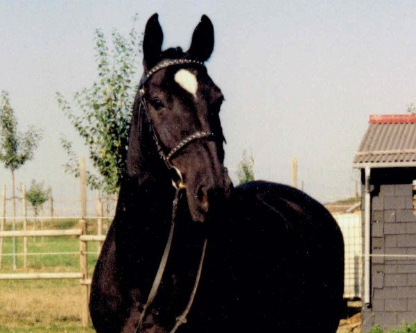 horse Intermezzo R (Belgian Warmblood, 1990, from Farao de Guldenboom)