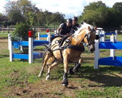 dressage horse Nario 3 (Edelbluthaflinger, 2014, from Narius (14,26% ox))