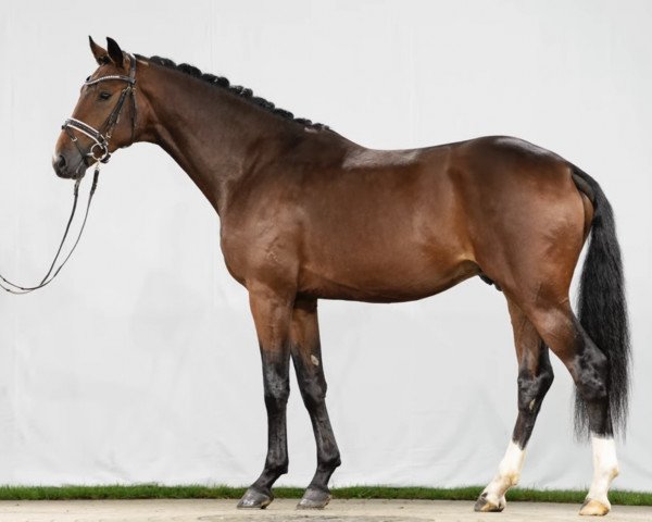 dressage horse Bootsmann Boy (Westphalian, 2019, from Callaho's Benicio)