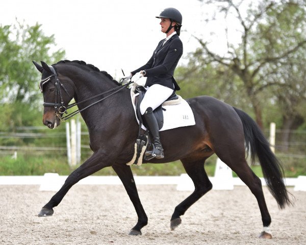 dressage horse Finette La Belle (Westphalian, 2015, from Feedback 16)