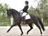 dressage horse Finette La Belle (Westphalian, 2015, from Feedback 16)