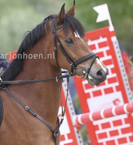 Springpferd Ziet (Niederländisches Pony, 2015, von Zeppe van de Ijsseldijk)