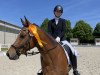 dressage horse Devito WE (German Riding Pony, 2012, from Hilkens Dance Forever)