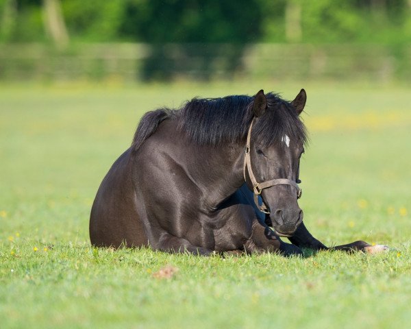 broodmare Harasiya xx (Thoroughbred, 2010, from Pivotal xx)