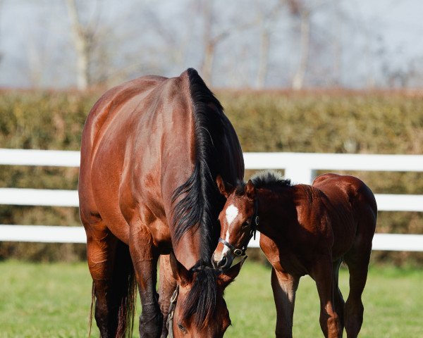 broodmare Dolniya xx (Thoroughbred, 2011, from Azamour xx)