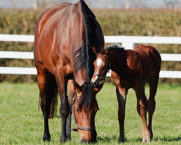 horse Stute von Siyouni xx (Thoroughbred, 2023, from Siyouni xx)