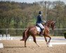 dressage horse Sammy Deluxe W (Westphalian, 2018, from Secret)